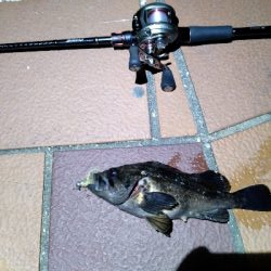 爆風の中なんとか1匹