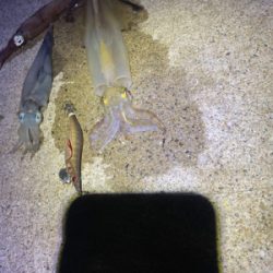 ヤリイカエギング