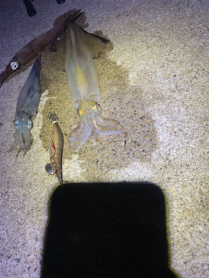 ヤリイカエギング