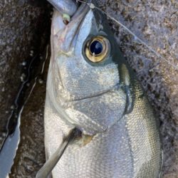 ヒラスズキとベラ!!