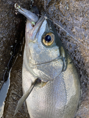 ヒラスズキとベラ!!