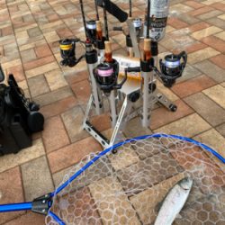 服部緑地　そろそろ数釣りには水温限界かも