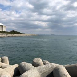 久しぶりにメジロ