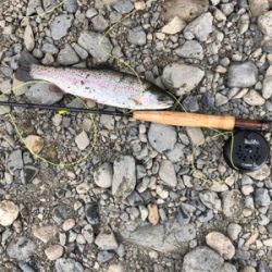 芥川　ニジマス