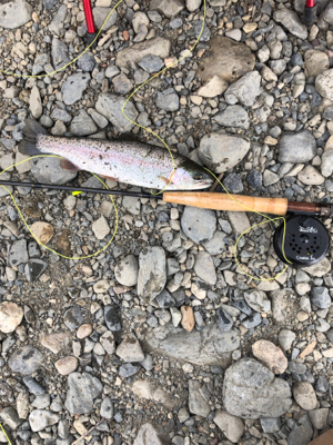 芥川　ニジマス