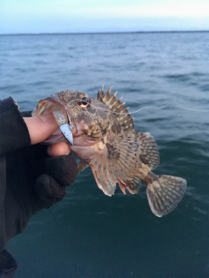 ベイトフィネスメバル