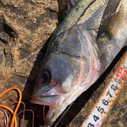 3連続ヴァウズ免れた〜