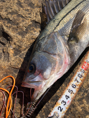 3連続ヴァウズ免れた〜