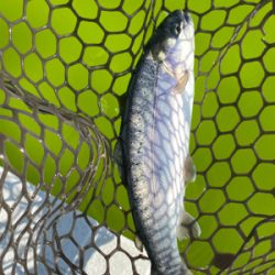 エリアトラウト