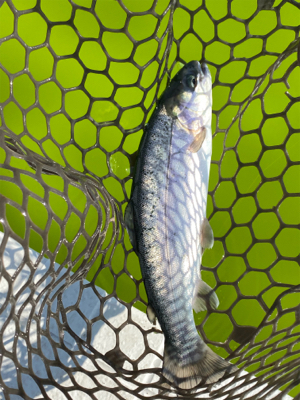 エリアトラウト