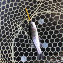 ジョイバレー!!