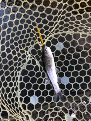 ジョイバレー!!