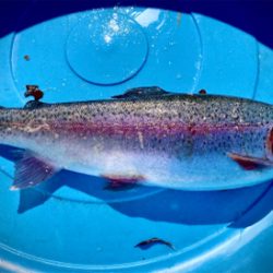 岸和田フィッシングパーク　エリアトラウト