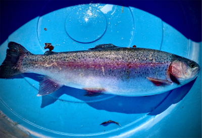 岸和田フィッシングパーク　エリアトラウト