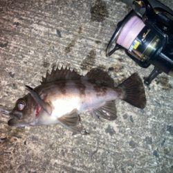 メバルプラッギング