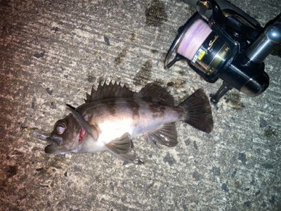 メバルプラッギング