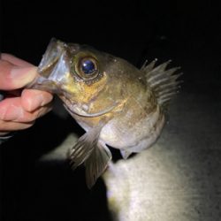 メバリング爆釣！！！