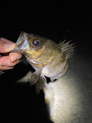 メバリング爆釣！！！