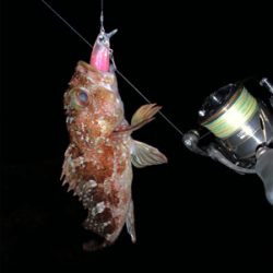 メ・・、ガシラ狙いだったよ！最初っから