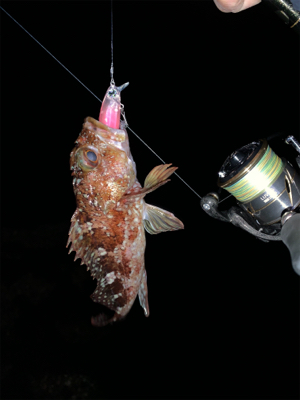 メ・・、ガシラ狙いだったよ！最初っから