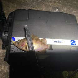 メバルはいっぱいいます。