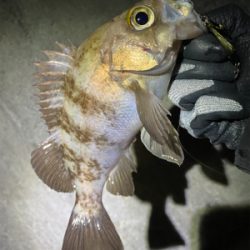 満月メバリング