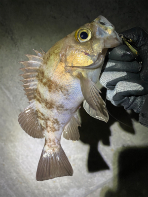 満月メバリング