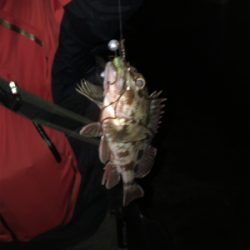 メバルとガシラ