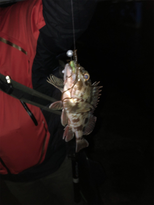 メバルとガシラ