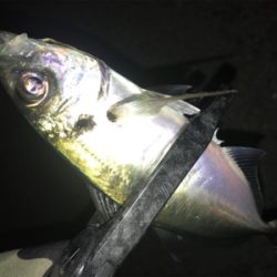 極寒爆風アジング