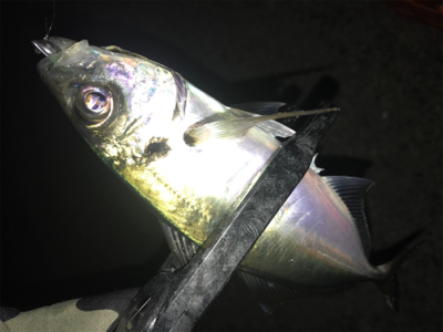 極寒爆風アジング