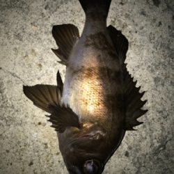 2021ライトゲーム第5戦