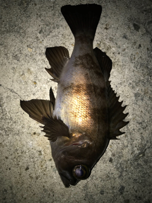 2021ライトゲーム第5戦