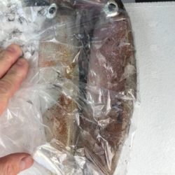 初ヤリイカゲット