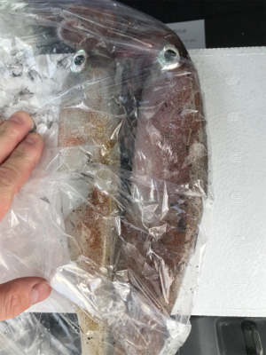 初ヤリイカゲット