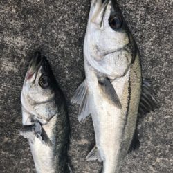 満潮よりアタリ出だしました