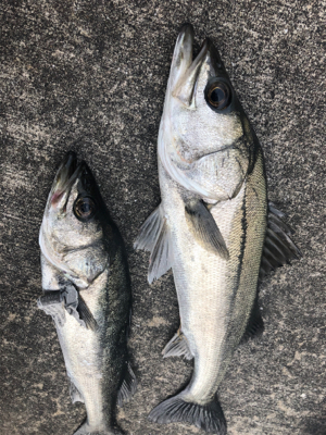 満潮よりアタリ出だしました