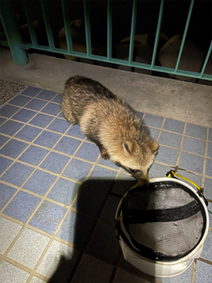 満月とタヌキとメバリング