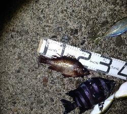 2/7釣果デカメバルサンバソウデカアジ豆アジ