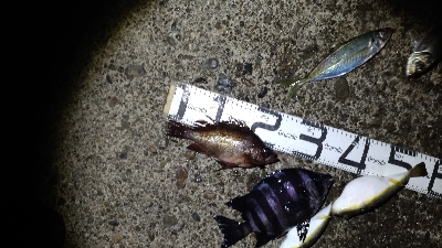 2/7釣果デカメバルサンバソウデカアジ豆アジ