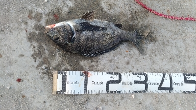 2/14釣果チヌグレガシラアジ