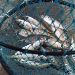 2/21釣果尺アジ33センチ