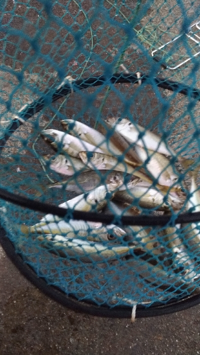 2/21釣果尺アジ33センチ