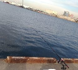 エビ撒きで初めてのハネ！