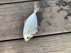 ルアー釣り、ロスト多発