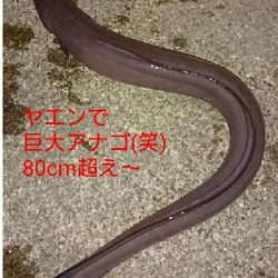 去年12月以来の初釣りでアオリイカGET!