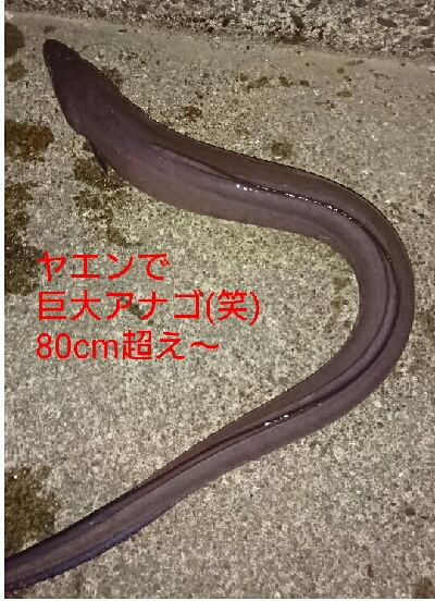 去年12月以来の初釣りでアオリイカGET!