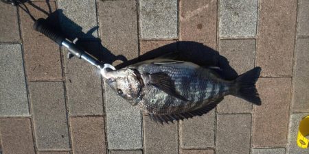 リベンジ　～さざなみ公園～