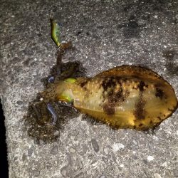 仕事終わりにエギング