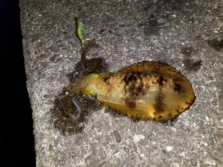 仕事終わりにエギング